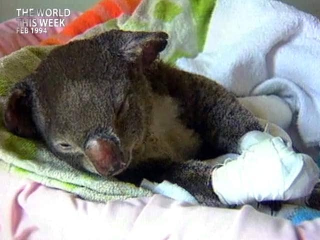 Video : The World This Week: Saving the koala (Aired: February 1994)