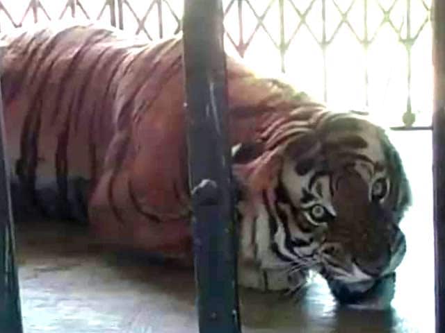 Video : RIP Masti, the tiger who remained wild at heart till the end