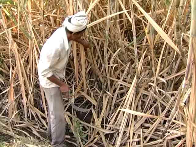 Video : Two sugarcane farmers commit suicide as protests rage for higher prices