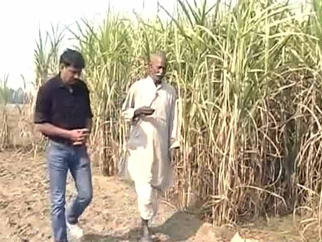 उत्तर प्रदेश के गन्ना किसान अब भी हैं नाराज, प्रदर्शन जारी