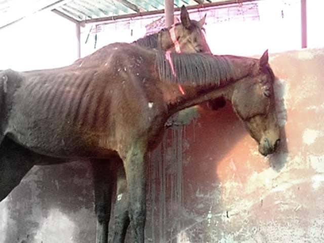 Video : 49 race horses left to die in stud farm outside Delhi