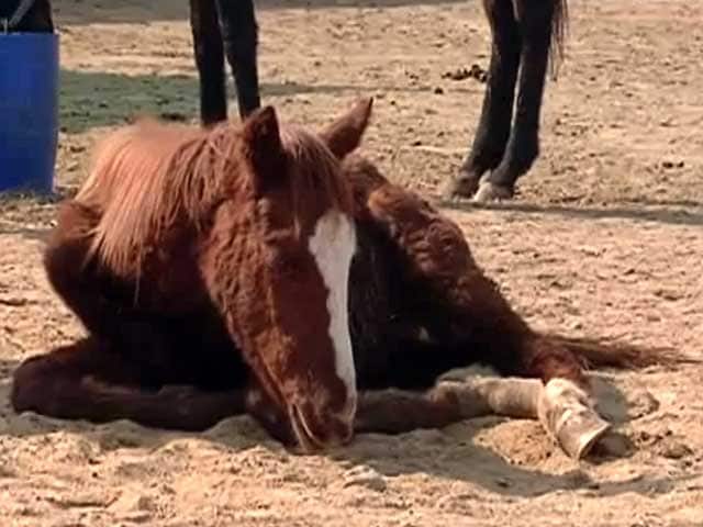 Video : भूख से मरने के लिए छोड़ दिए गए 50 घोड़े