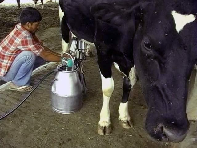 दूध में मिलावट के लिए उम्रकैद की सजा हो : सुप्रीम कोर्ट