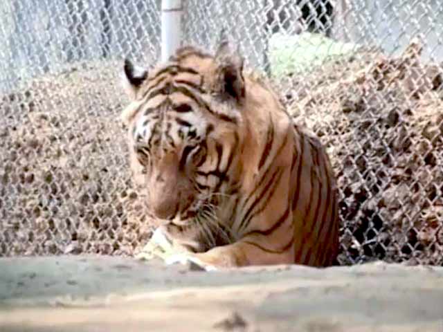 Videos : 26 साल का हुआ गुड्डू नाम का बाघ