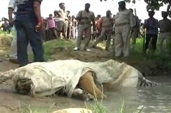 Two tigers killed near Corbett, 11 poachers arrested Two tigers killed near Corbett, 11 poachers arrested