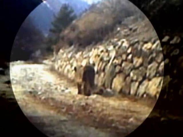 Video : Two snow leopards sighted at Gangotri National Park
