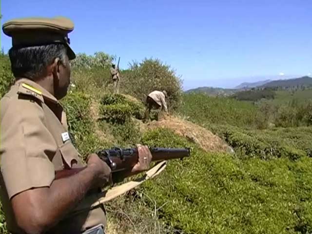 Tiger on the prowl dampens Pongal cheer in Ooty