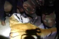 Tiger, which had killed three people near Ooty, shot dead Tiger, which had killed three people near Ooty, shot dead