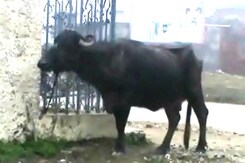 Azam Khan's stolen buffaloes found, 3 policemen punished Azam Khan's stolen buffaloes found, 3 policemen punished