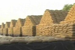 In Madhya Pradesh's Hosangabad district, blame game over missing wheat worth six crores In Madhya Pradesh's Hosangabad district, blame game over missing wheat worth six crores