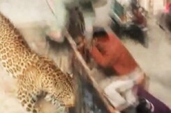Leopard loose in Uttar Pradesh town, schools and colleges shut Leopard loose in Uttar Pradesh town, schools and colleges shut