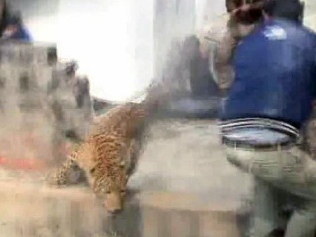 मेरठ : बेहोशी की दवा देते वक्त भागा तेंदुआ