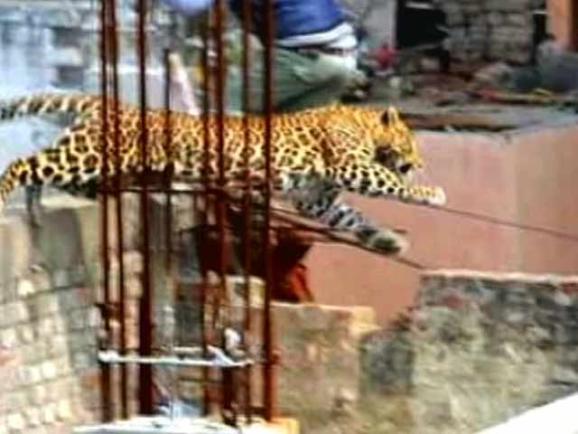Videos : मेरठ : तेंदुआ अब भी पकड़ से बाहर