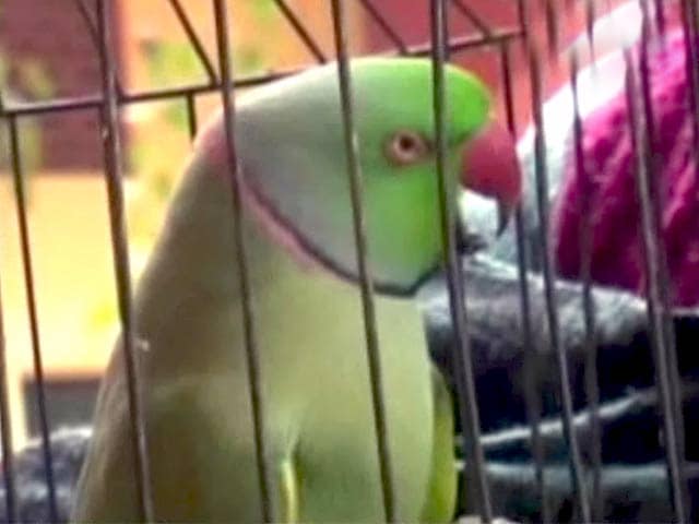 Videos : तोते ने पकड़वाया अपनी मालकिन के कातिल को