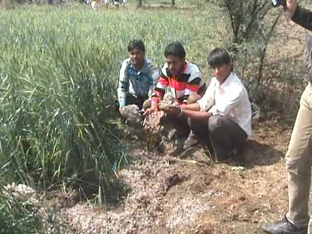 Unseasonal rain, hailstorms a nightmare for farmers in Madhya Pradesh