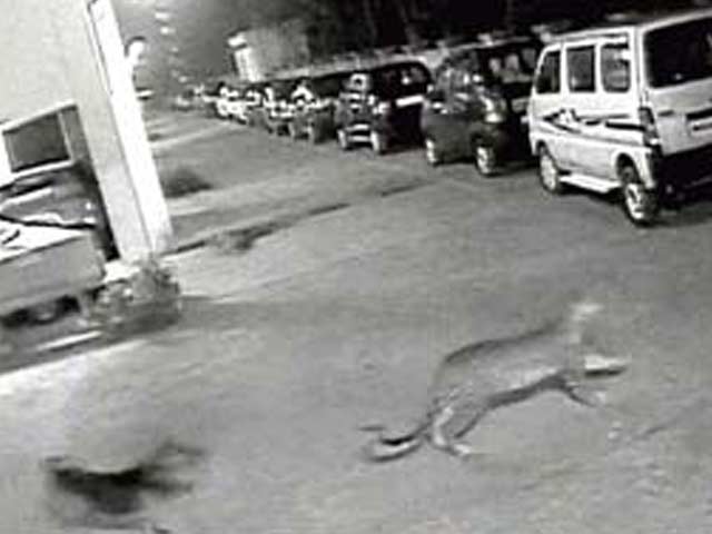 Videos : अपने घर में शेर, कुत्ते के आगे तेंदुआ ढेर