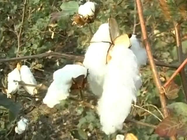 Video : Farmers in Vidarbha pushed into debt traps