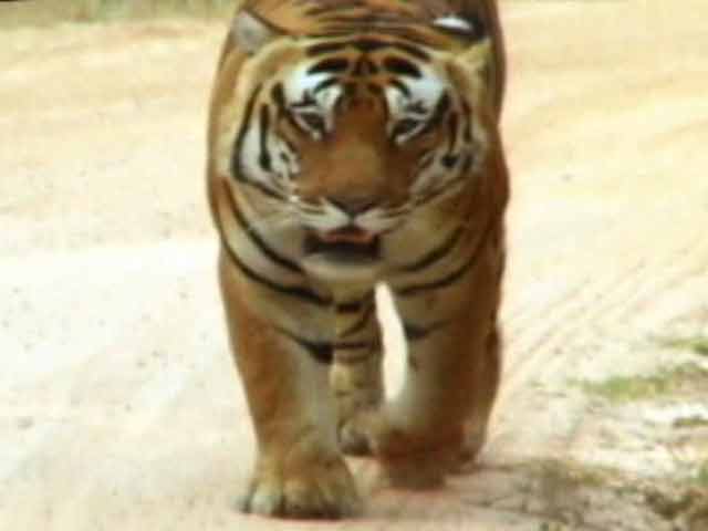 Save Our Tigers Campaign: History of year 1