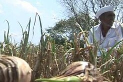 In Maharashtra, 22 farmer suicides in 3 weeks In Maharashtra, 22 farmer suicides in 3 weeks