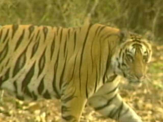 The rapid response unit recap special