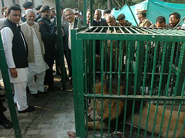 Lion-sized attack for Akhilesh Yadav and Narendra Modi