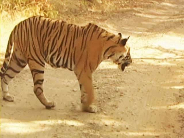 The man eating Tigress of Ooty
