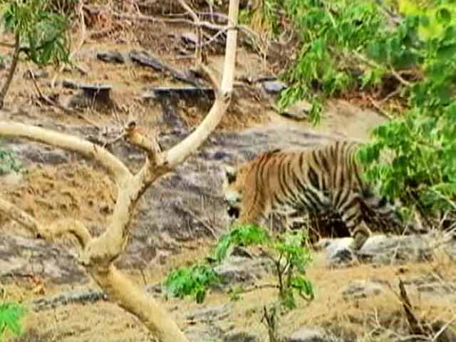 Video : The Tiger-coal conflict