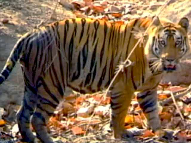 बाघों को बचाने के लिए दूसरे देशों से मिलकर काम करने की जरूरत