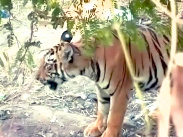 Video : Tiger in the village