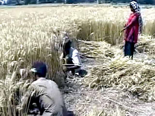 पंजाब : चुनावी मौसम में किसान गेहूं की कटाई में व्यस्त