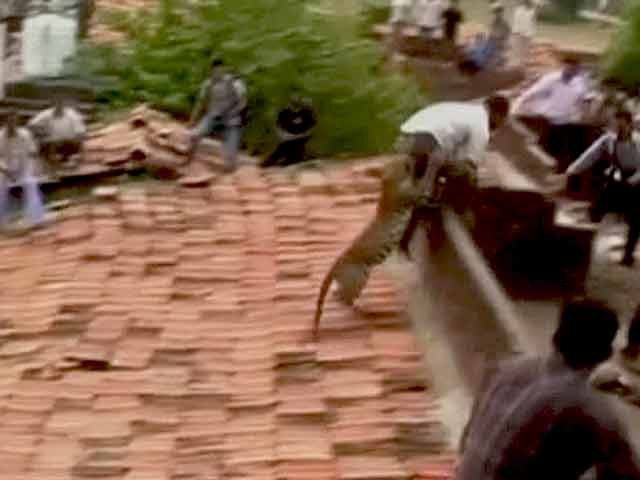 Videos : कैमरे में कैद : महाराष्ट्र के चंद्रपुर में तेंदुए का आतंक