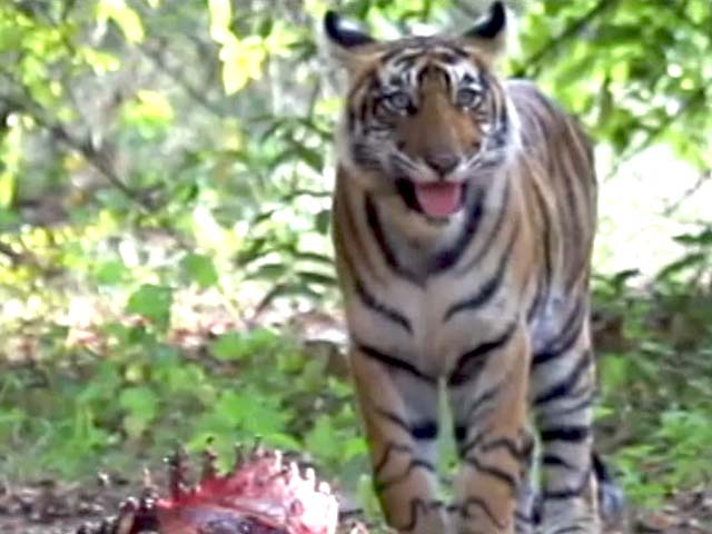Video : सुंदरवन के बाघ कैसे हैं अलग