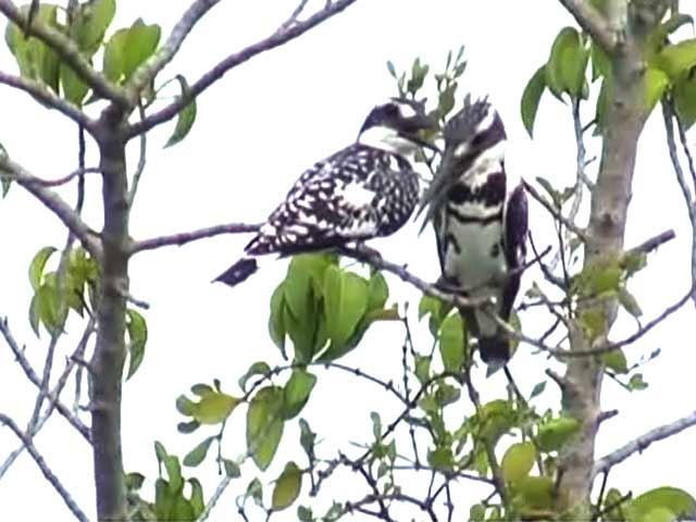 Sundarbans - a world heritage site