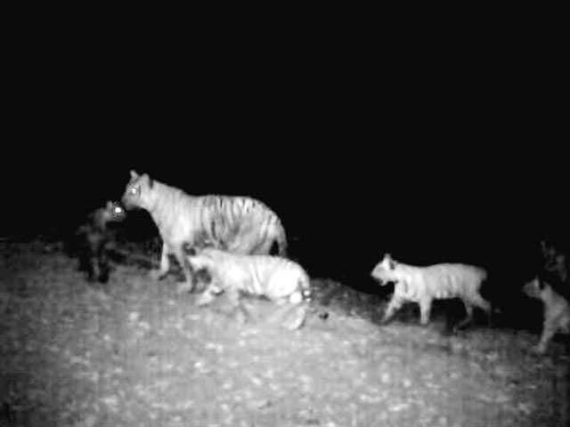 Tigress spotted with five cubs in Tamil Nadu