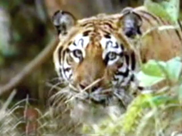 मेलघाट टाइगर्स रिजर्व का 40वां जन्मदिन