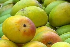 European Union ban on Alphonso mangoes unfortunate: FICCI European Union ban on Alphonso mangoes unfortunate: FICCI