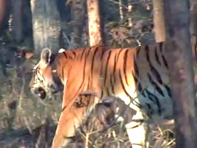 पेंच टाइगर रिजर्व में 40 से ज्यादा बाघ