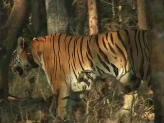 Pench: Kipling's Jungle