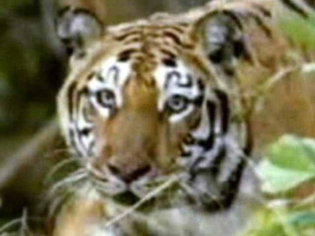 Melghat Celebrates 40th Anniversary