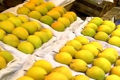 Why European Union's ban on Alphonso Mangoes is a Sweet Deal for Indian Buyers Why European Union's ban on Alphonso Mangoes is a Sweet Deal for Indian Buyers