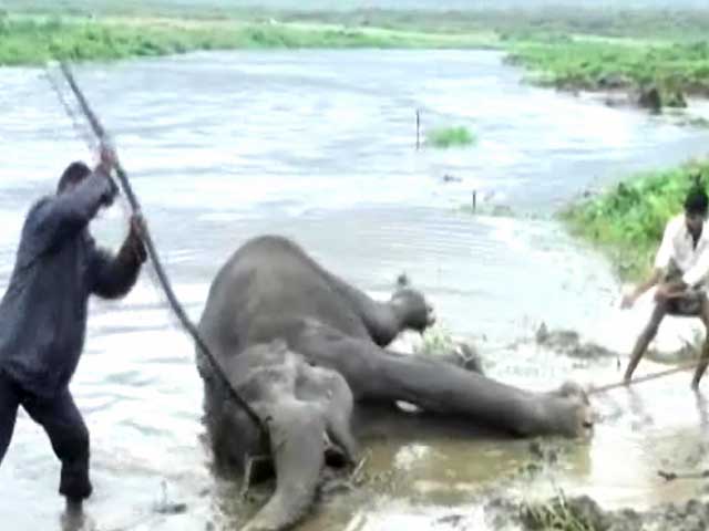 दो हाथियों की जिंदगी की लड़ाई