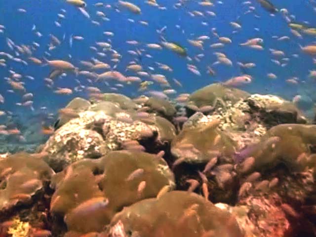The Magical Coral Reefs of Lakshadweep