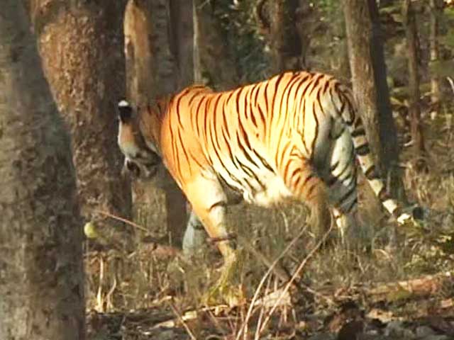 The Endangered <i>Dhole</i>