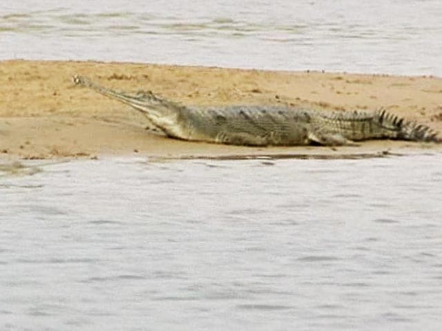 Video : Saving The Fish Eating Crocodile