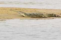 Saving The Fish Eating Crocodile Saving The Fish Eating Crocodile