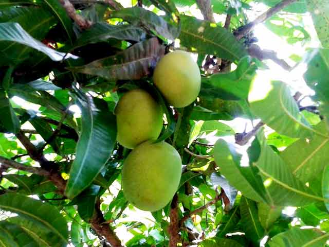 Date with the King of Mangoes