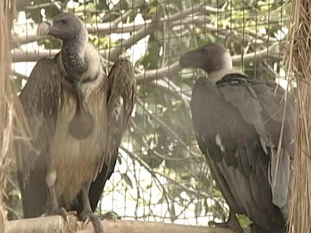 Can Tigers Save the Disappearing Vultures?