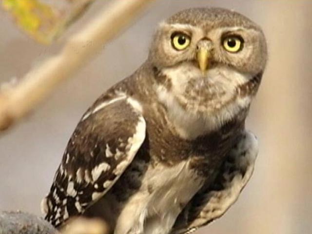 Melghat Tiger Reserve: Endangered Forest Owlet's Safe Haven