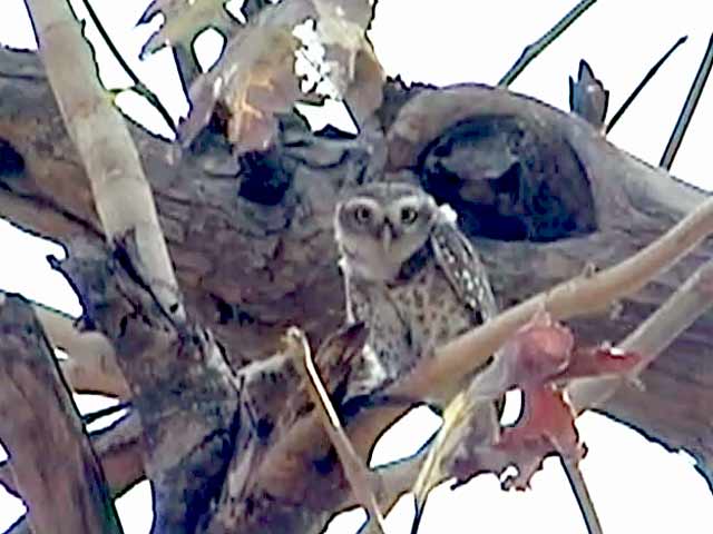 जंगली उल्लुओं को बचाने की कोशिश