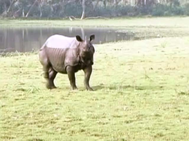 'The Pride Of Assam':  The Rhino Under Threat